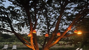 A tree with hanging lights, a bench, and two lounge chairs in a grassy area.