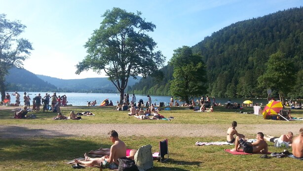 Un parque junto al lago con gente descansando sobre el césped, algunos bajo sombrillas, y un árbol grande en el centro.
