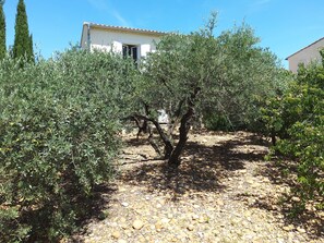 An olive grove with a building in the background.