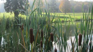 A serene landscape with a pond surrounded by tall grasses and cattails, trees in the background, and a clear sky. - 3 of cottage oak: Nestled in a clearing in the middle of Vexin regional park (Chambly)