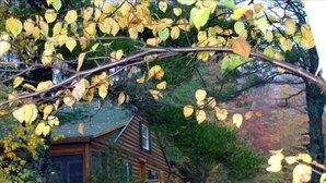 Un chalet rustique aux murs en bois, entouré d’une cour verdoyante et d’un sol recouvert de feuilles.
