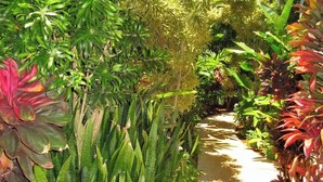 A pathway flanked by lush tropical plants and palm trees, leading to a building. - Aloha Villa: AC, Garden, Short Walk to Poipu Beach (Koloa)