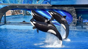 Two orcas performing in a pool with a large, blue, wave-like structure in the background.