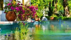 A tranquil pool area with water lilies and vibrant flowers in the foreground, surrounded by lush greenery and potted plants. - Pattra Resort Hotel (Guangzhou)