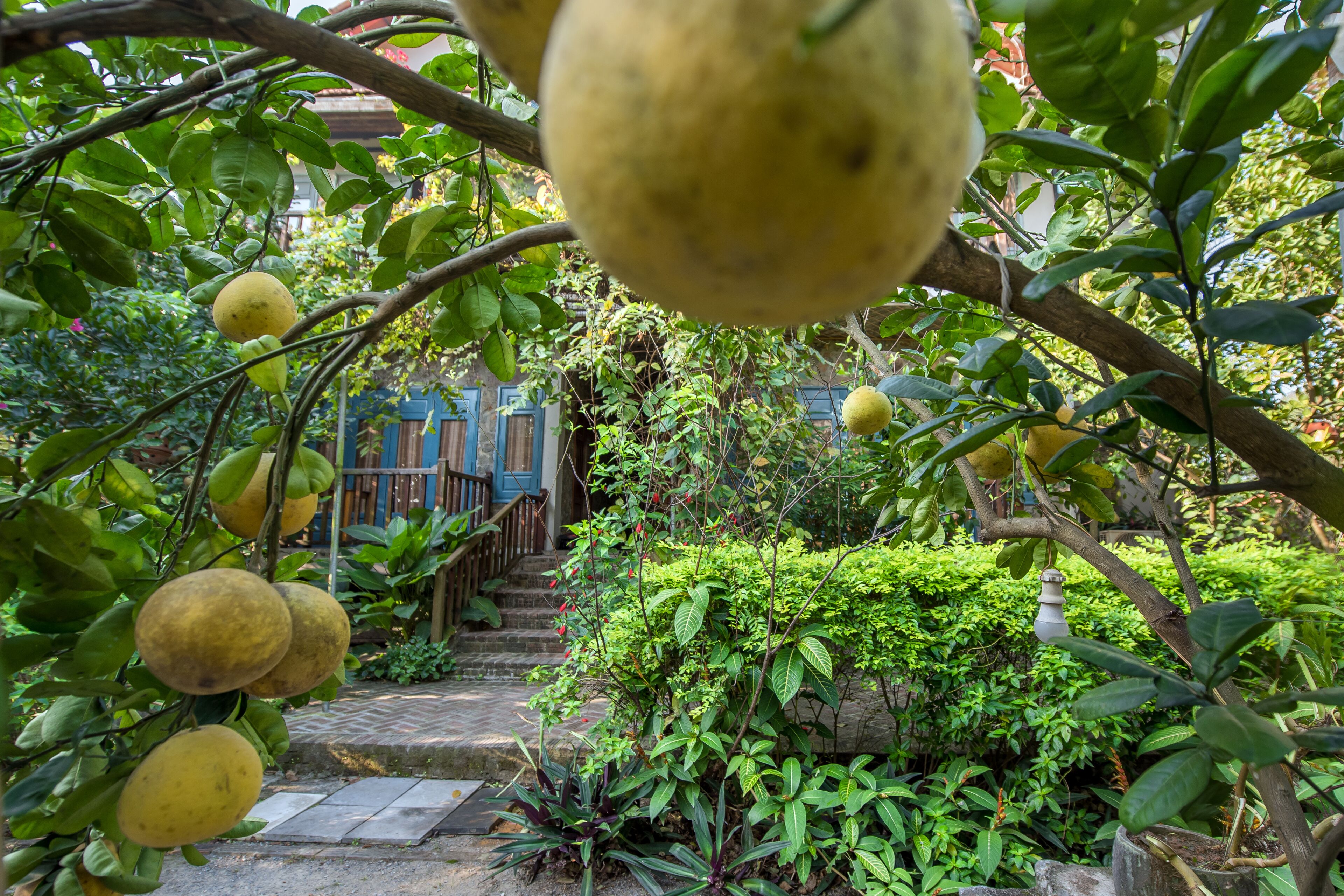 A garden with fruit trees and a staircase leading to a wooden door.