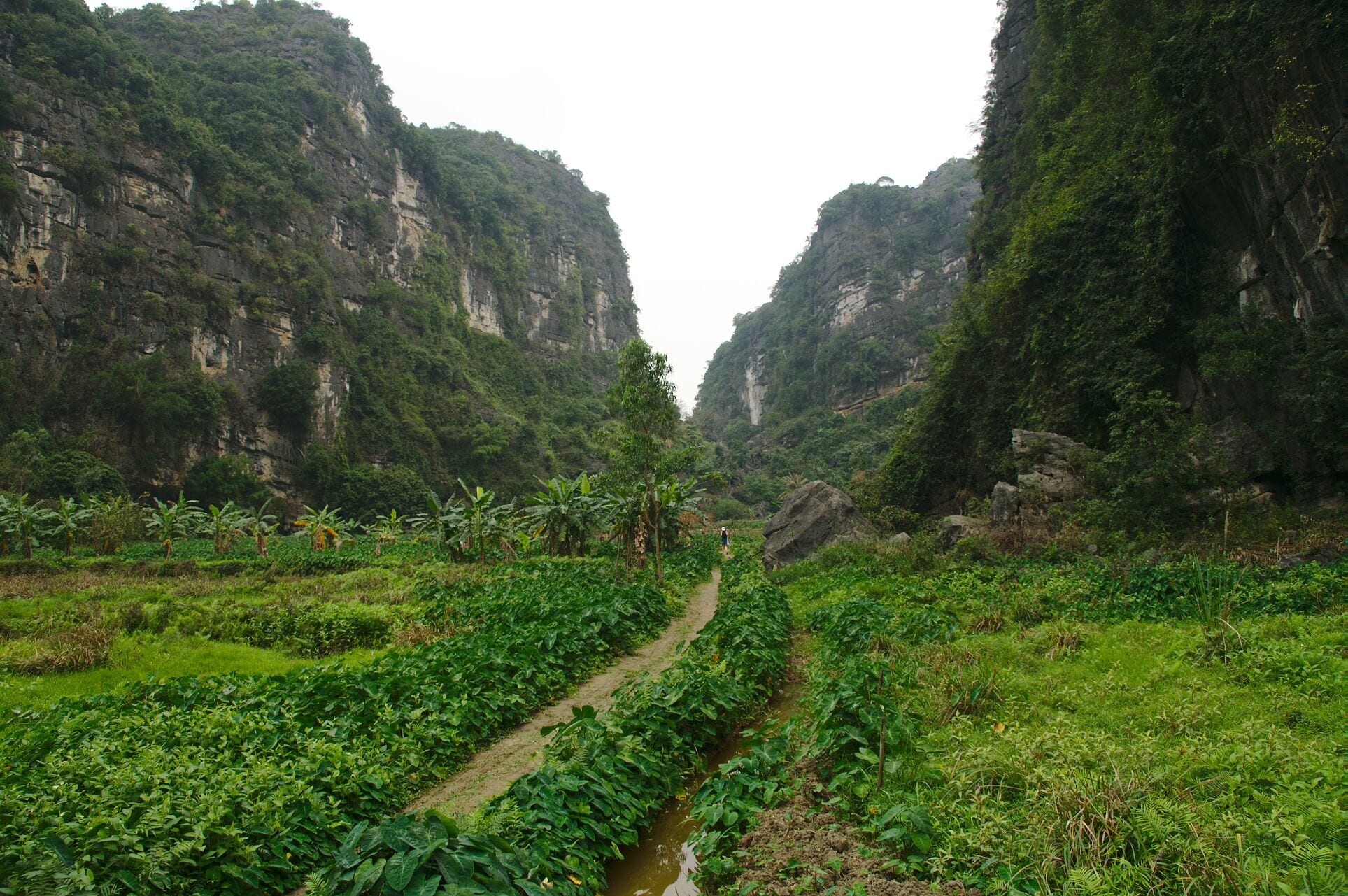 A narrow path between steep cliffs with lush greenery and banana plants.