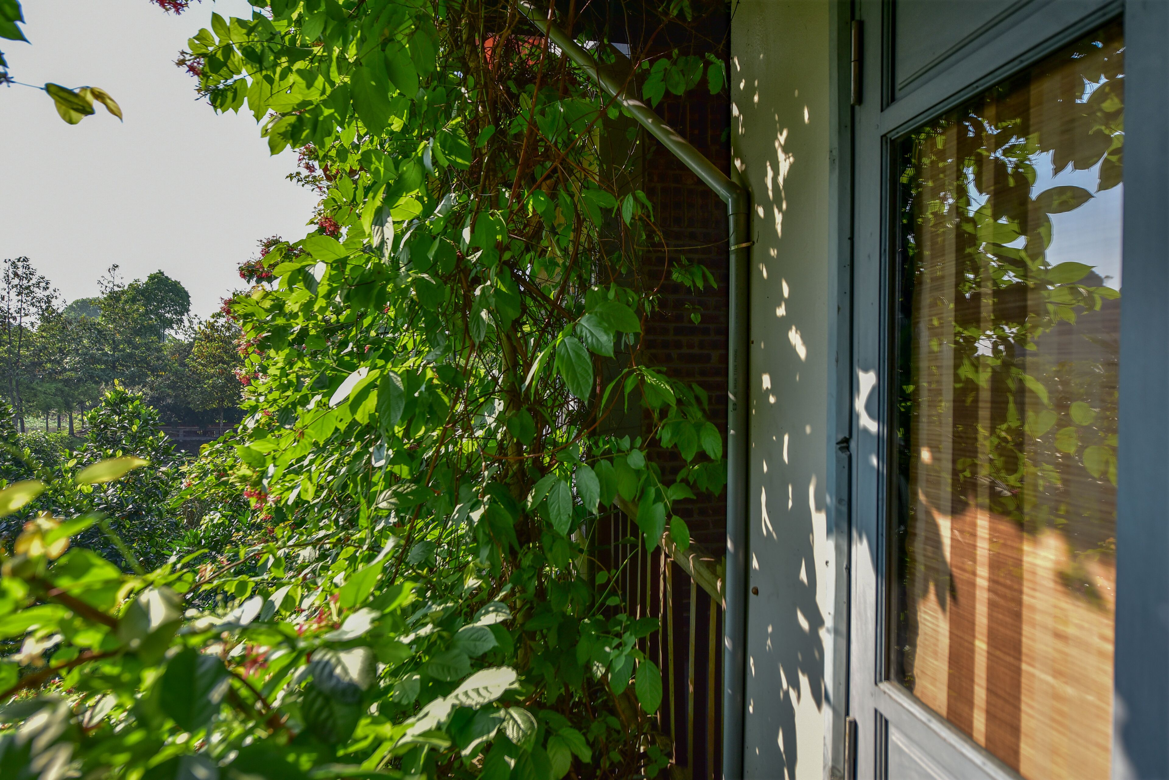 A view of a building with a window and a wall covered in green foliage.