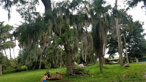 Un área con césped, un columpio y un árbol grande con musgo colgando.