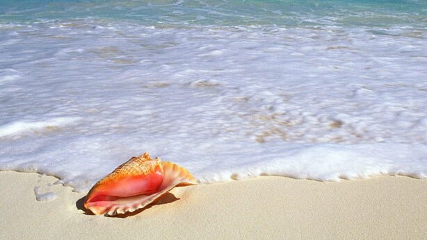 A beach scene with a single seashell on the sand and clear turquoise water. - Exclusive Beachfront Large Spanish Estate for up to 30 people, WiFi (Pochomil, San Rafael del Sur)
