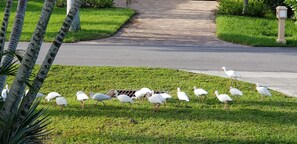 Eine Gruppe weißer Vögel auf einer Rasenfläche neben einem gepflasterten Weg.