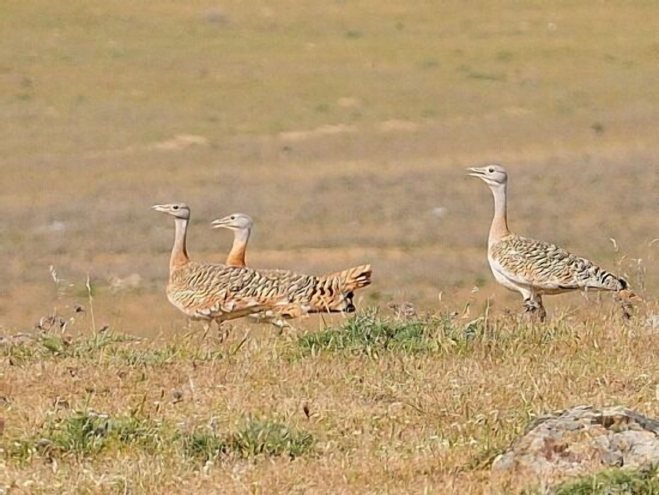 Tres avestruces caminando en un campo de hierba.