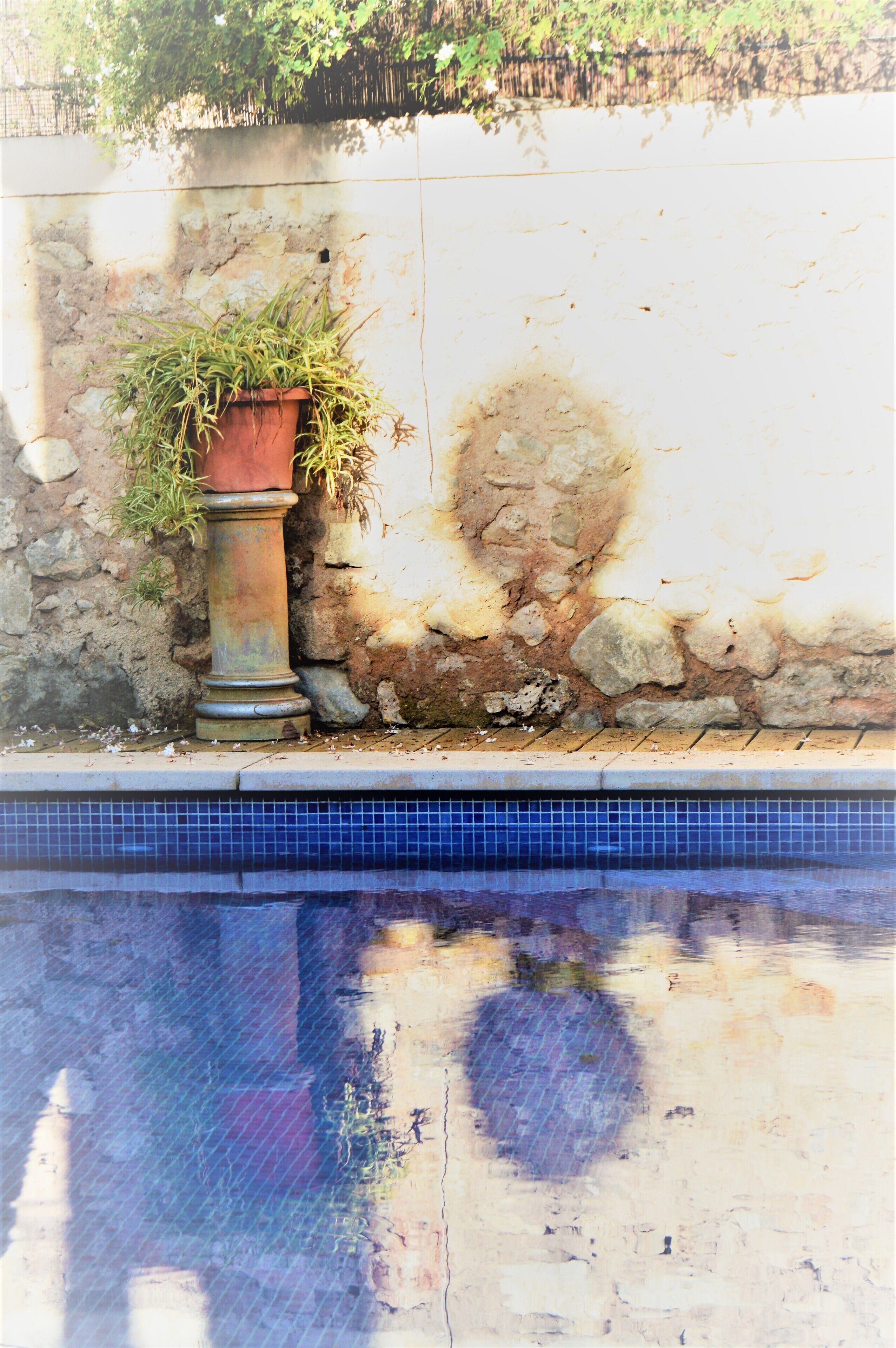 Piscina com borda azulejada, planta em vaso e parede de pedra.