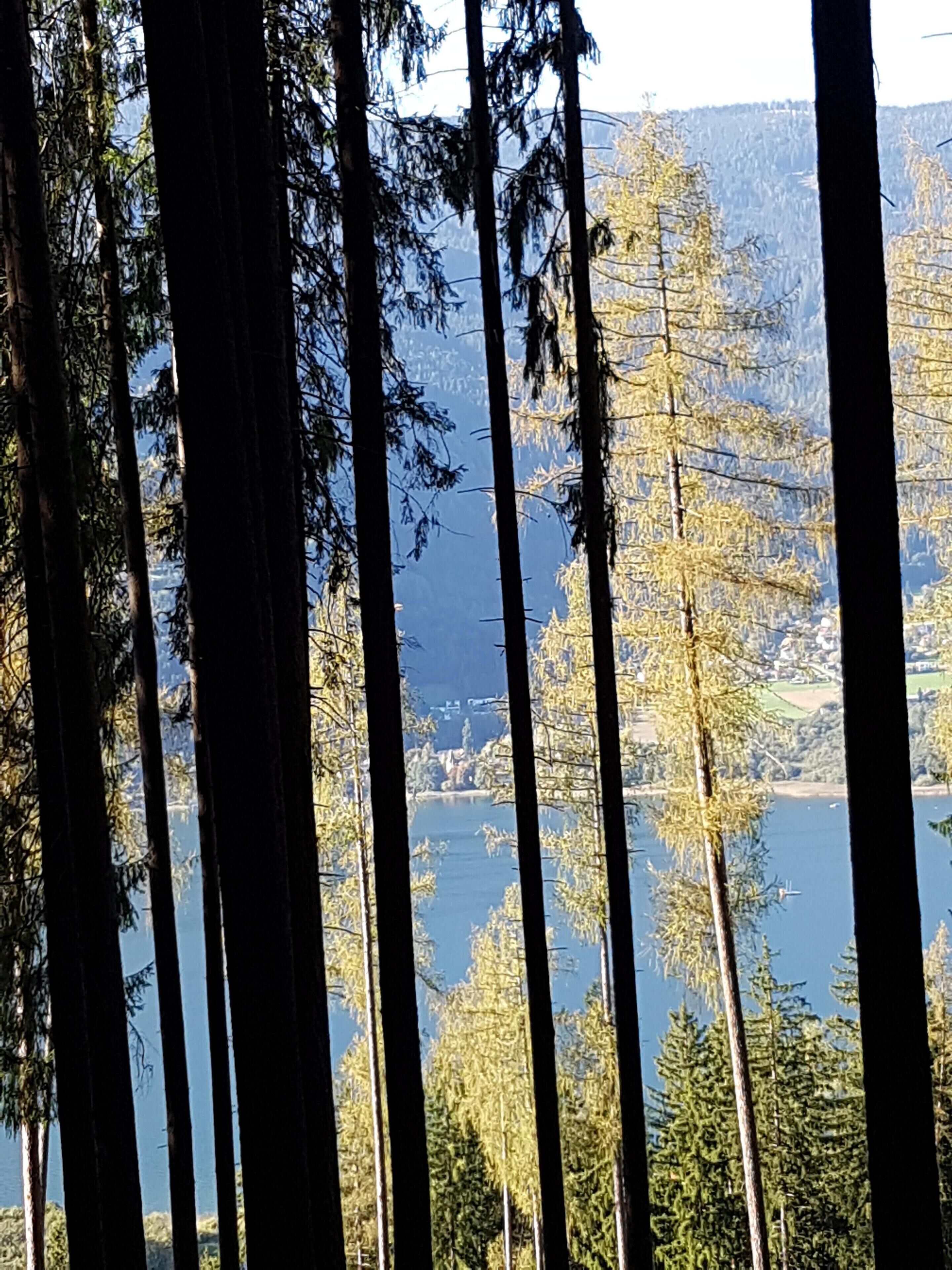 A forested area with tall trees and a lake in the background.