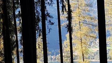 A forested area with tall trees and a lake in the background.