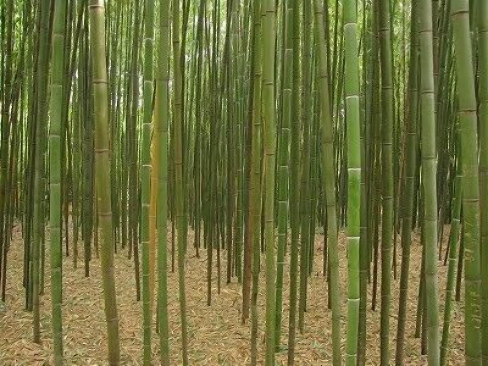 Une forêt de bambous dense.