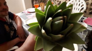 Une table à manger ornée d’une plante succulente, d’un verre de jus d’orange et d’une chaise blanche.
