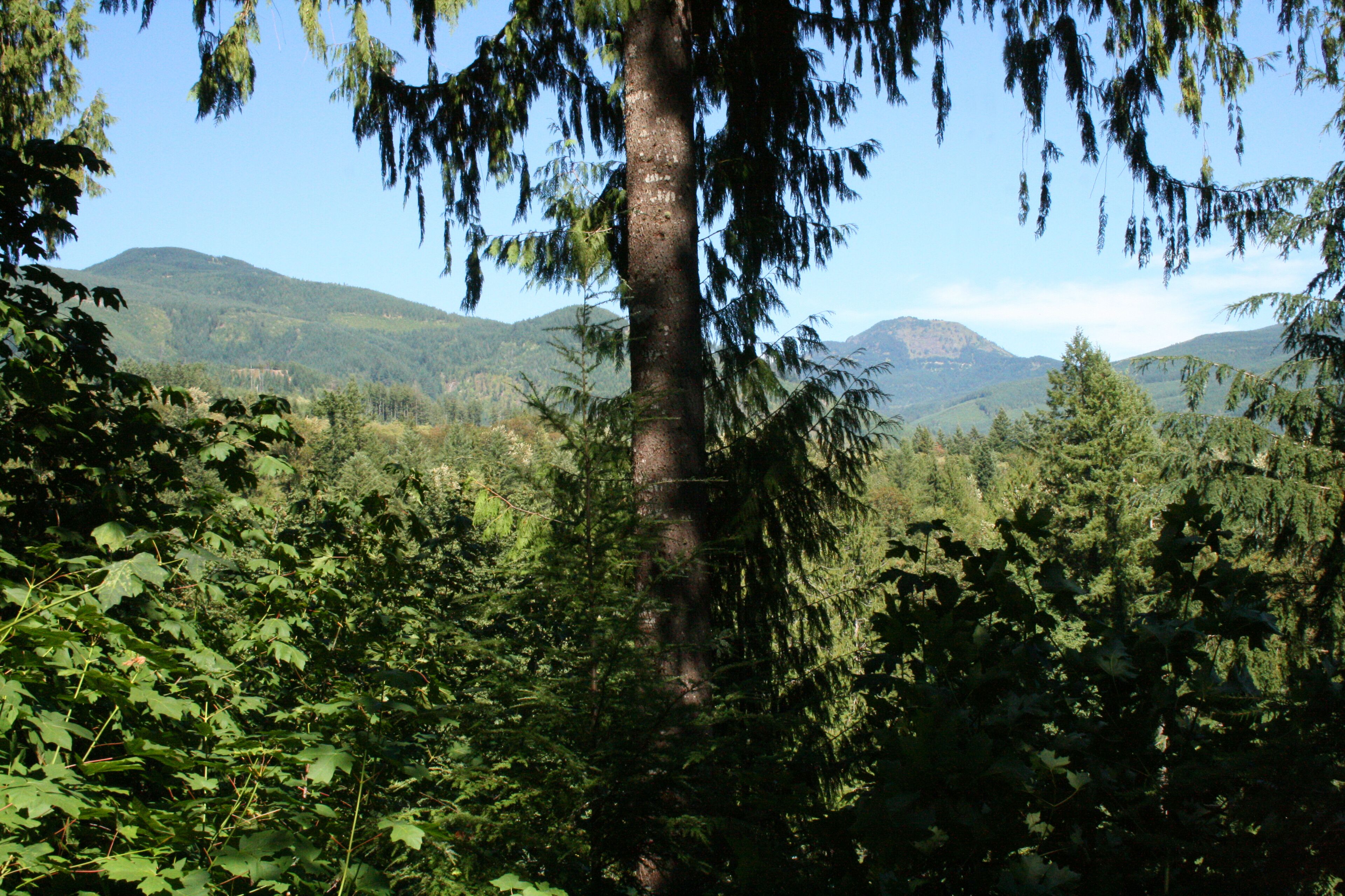 Une zone boisée avec un tronc d’arbre imposant et une chaîne de montagnes en arrière-plan.
