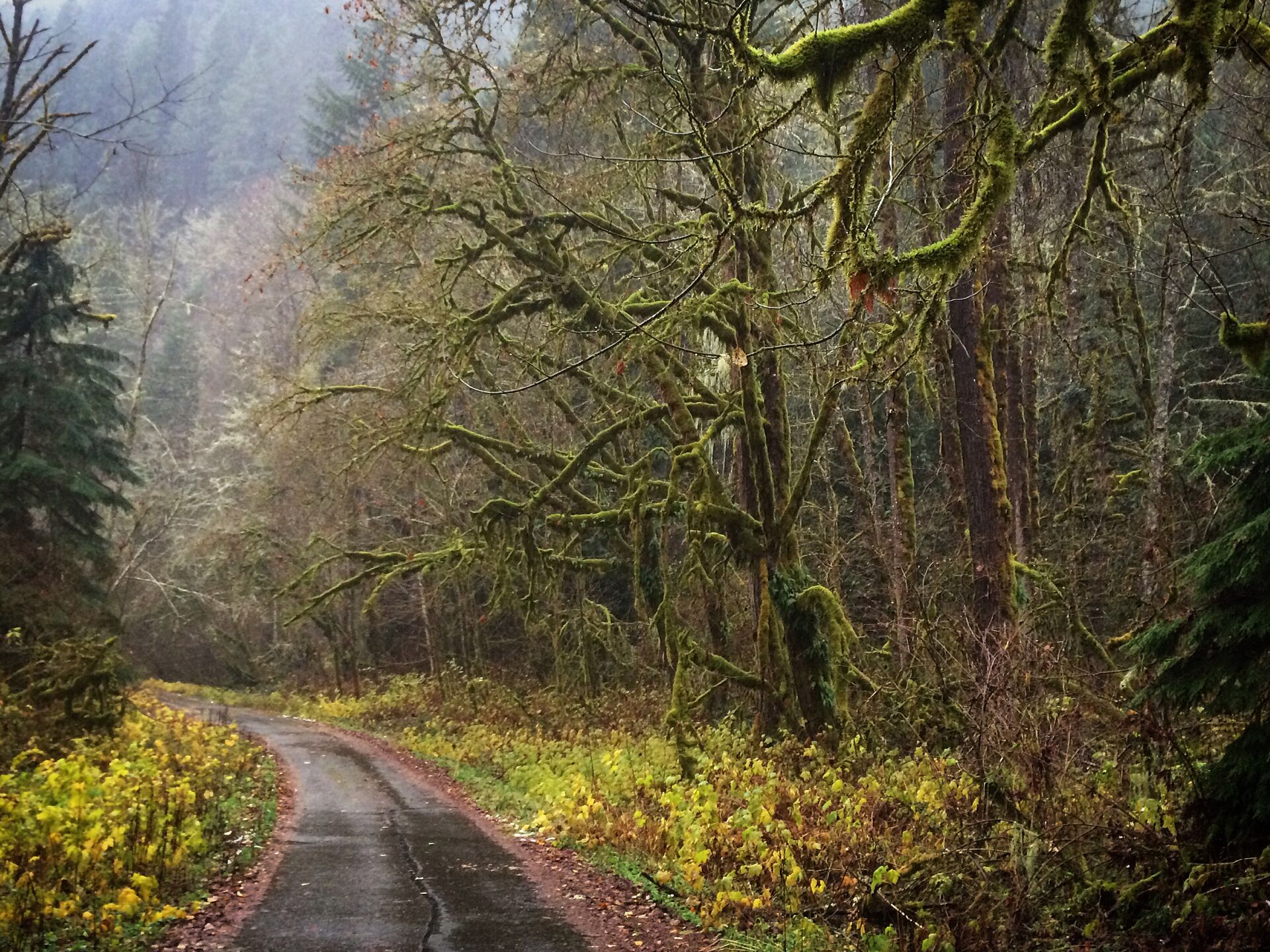 Uma estrada estreita e sinuosa rodeada por floresta densa, com árvores cobertas de musgo e vegetação rasteira.