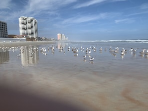 Uma praia com gaivotas, areal e edifícios ao fundo.