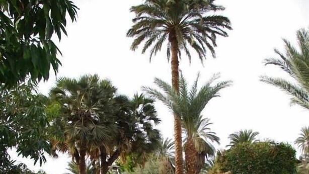 A swimming pool with clear blue water, surrounded by palm trees and a rocky landscape. - Al Baeirat hotel (Luxor)