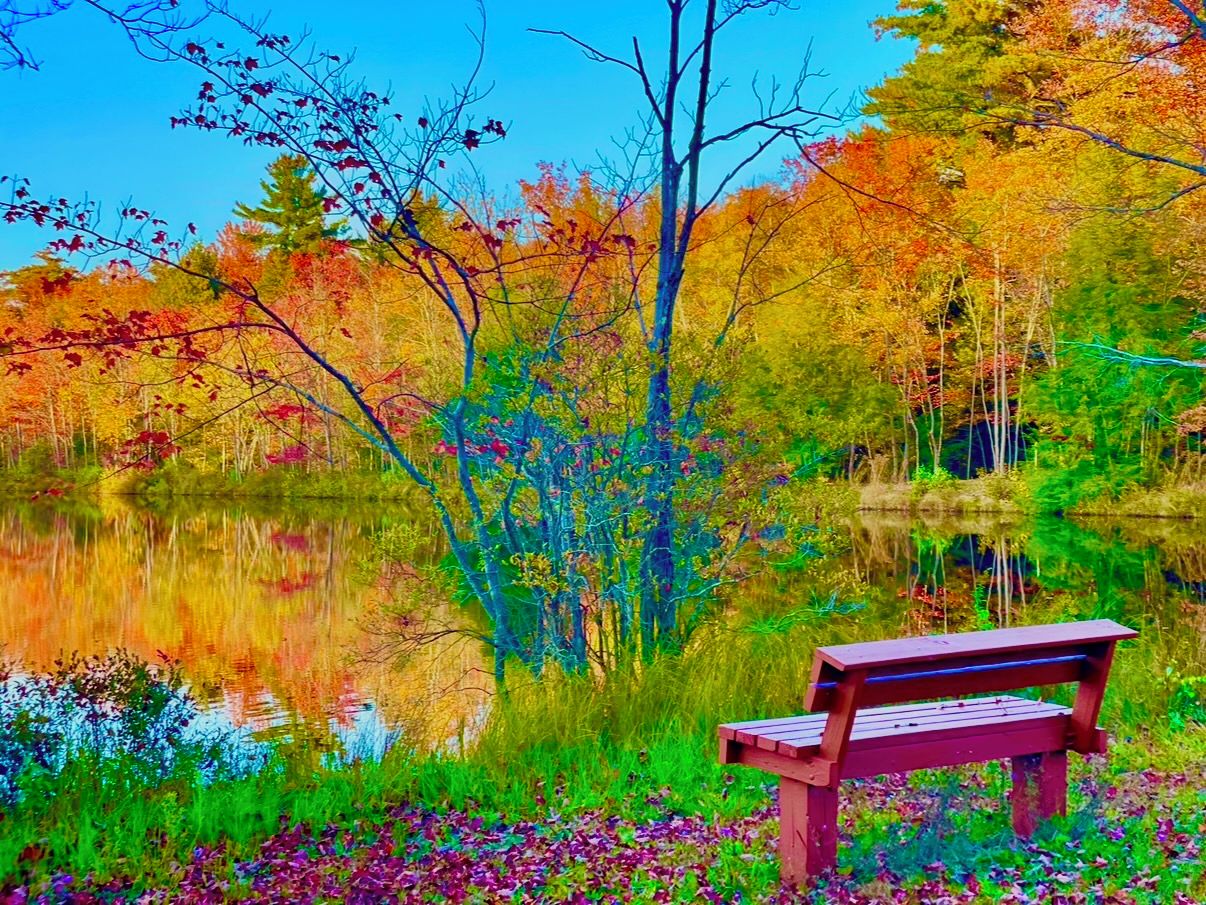 A bench by a lake with autumn foliage.