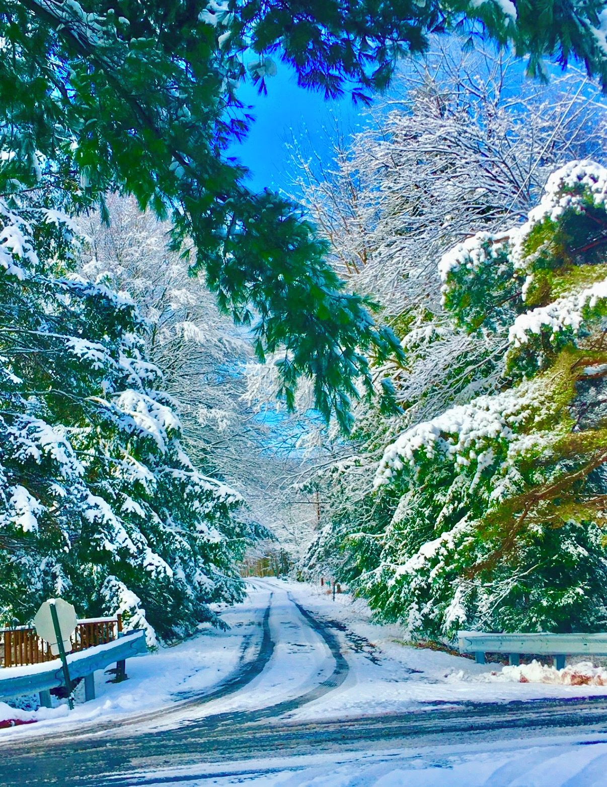 Carretera nevada bordeada por árboles y un banco.