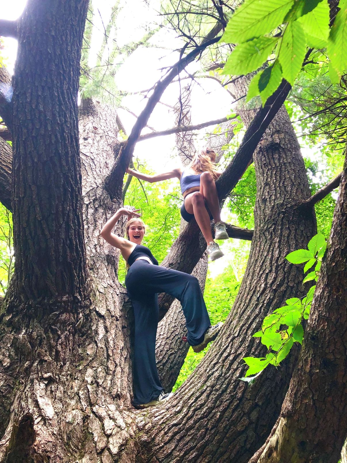 A person climbing a tree.