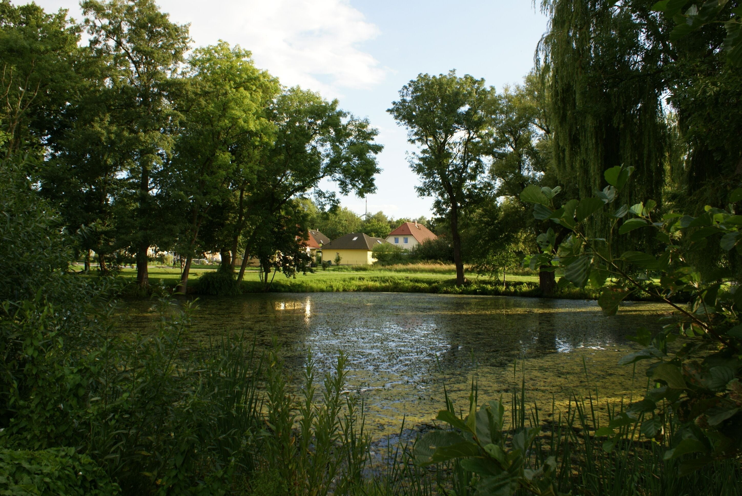 A pond surrounded by lush greenery and trees, with a house in the background.