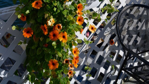 A deck with a white lattice fence, a metal chair, and a potted plant with orange flowers. - Fabulous Cottage on Pristine Broad Bay (Waldoboro)