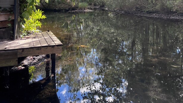 A wooden dock extending over a calm water body, surrounded by dense foliage and trees. - SASSA MERMAID WATERFRONT HOUSE WITH KAYAKS AND POOL (Homosassa)