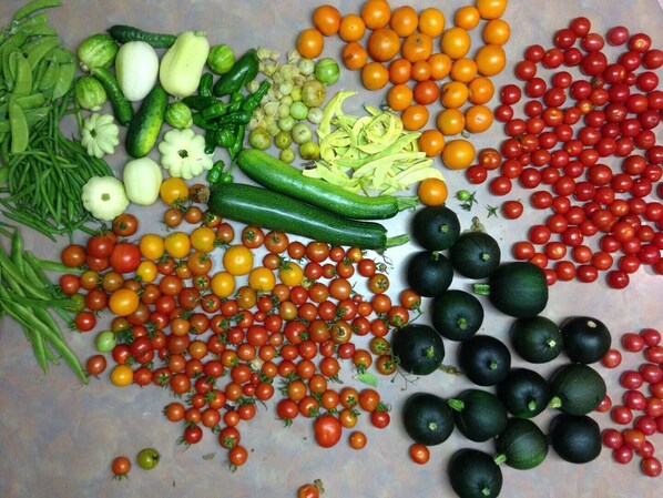 Eine Auswahl an Gemüsesorten, darunter Tomaten, Gurken und grüne Bohnen, verteilt auf einer Fläche.