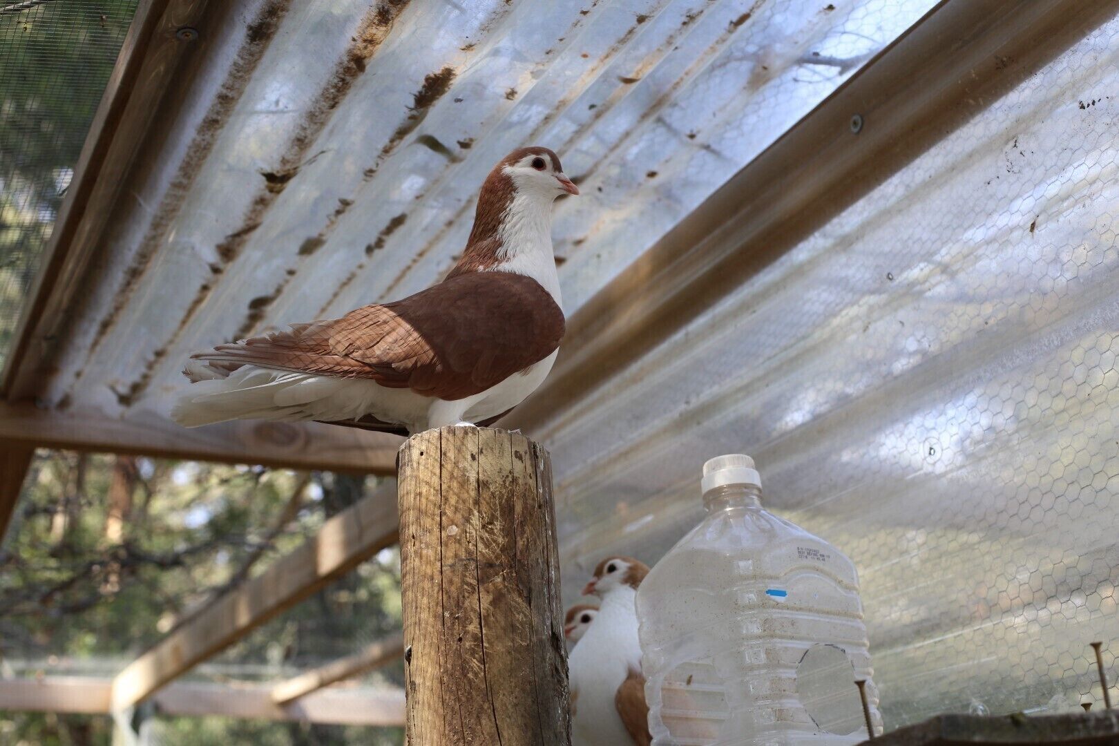 Un pigeon était perché sur un poteau en bois à l’intérieur d’une structure dont le toit était fait de tôles ondulées.