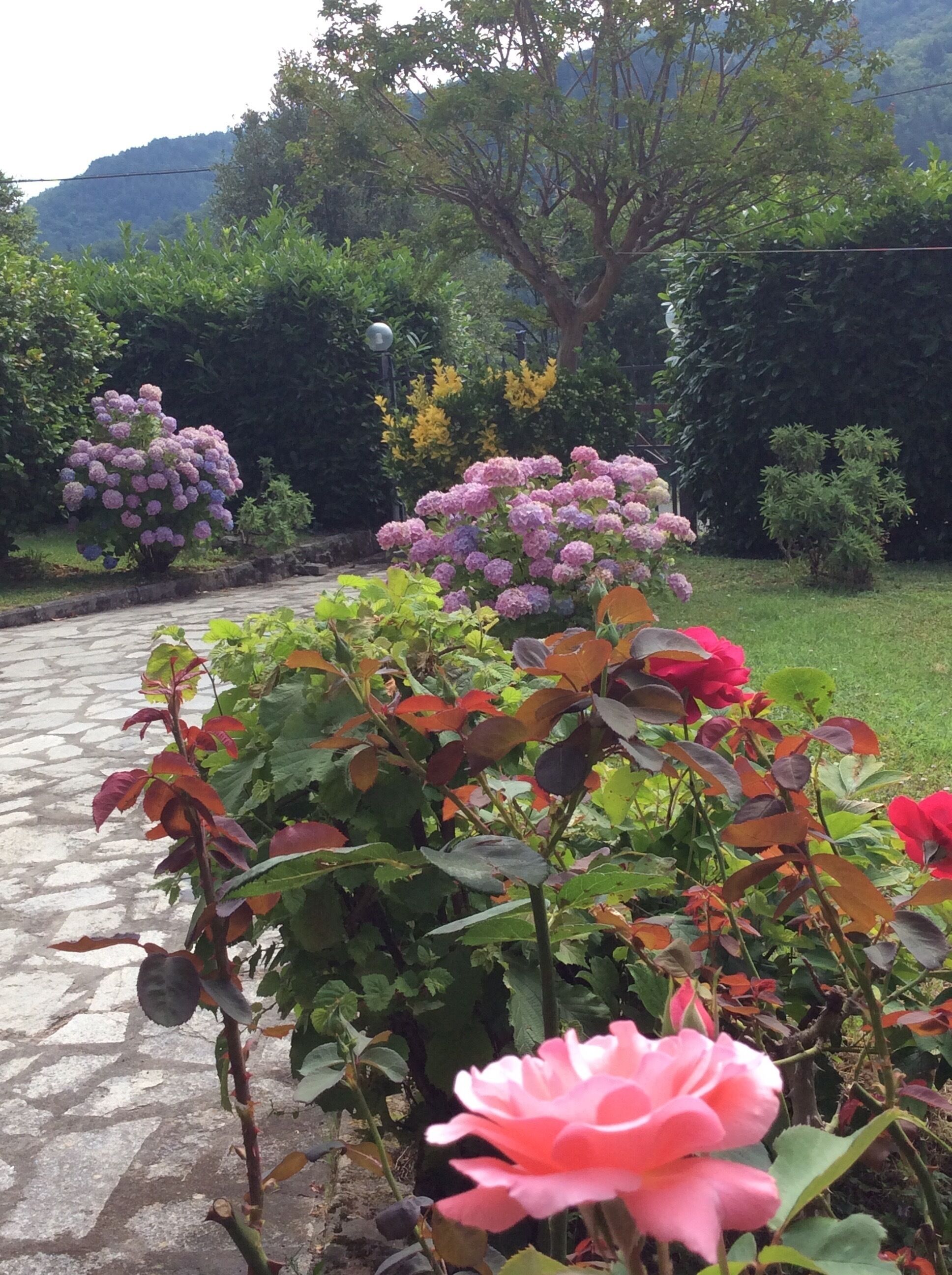 A garden pathway with flowering plants and a clear view of a mountain in the background.