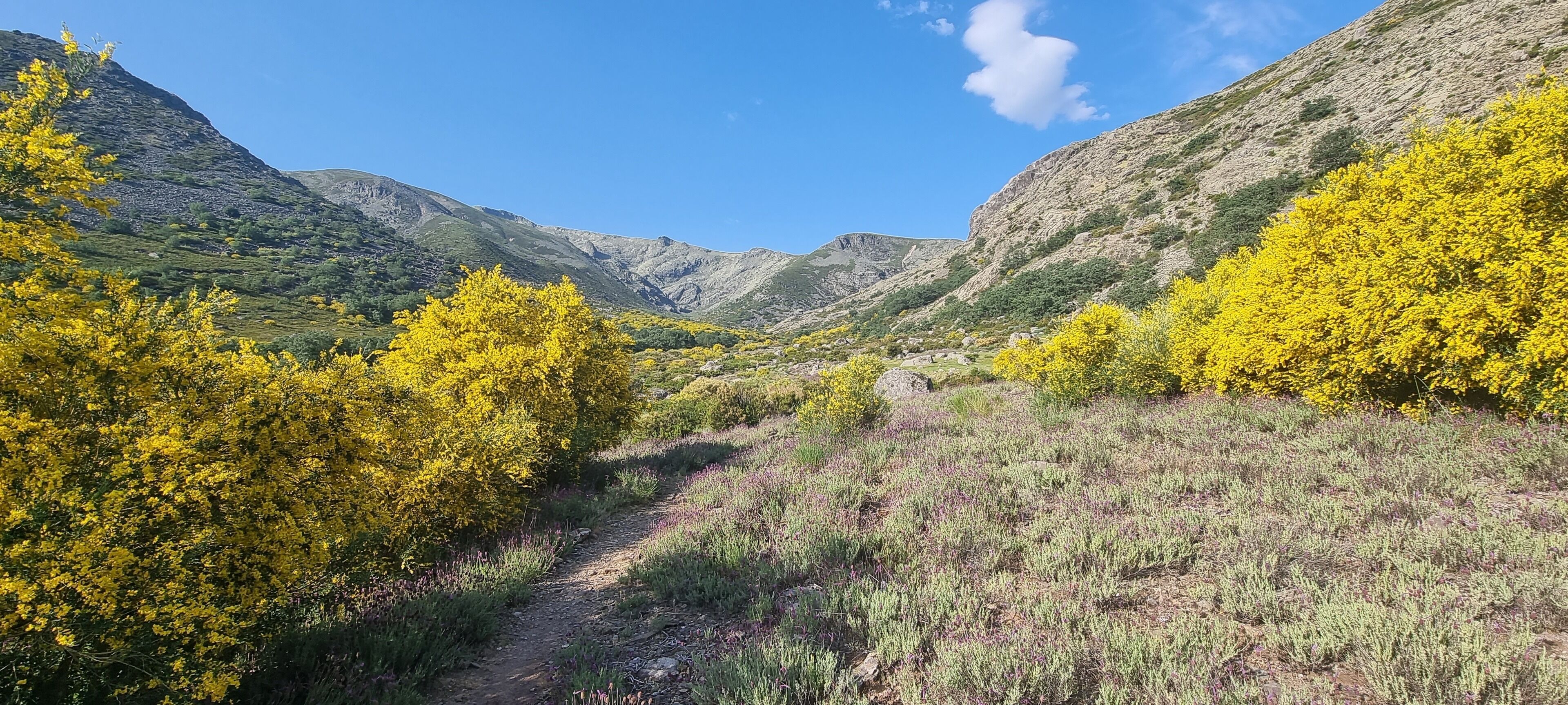 A mountainous landscape with a dirt path leading through yellow flowering bushes and green vegetation.
