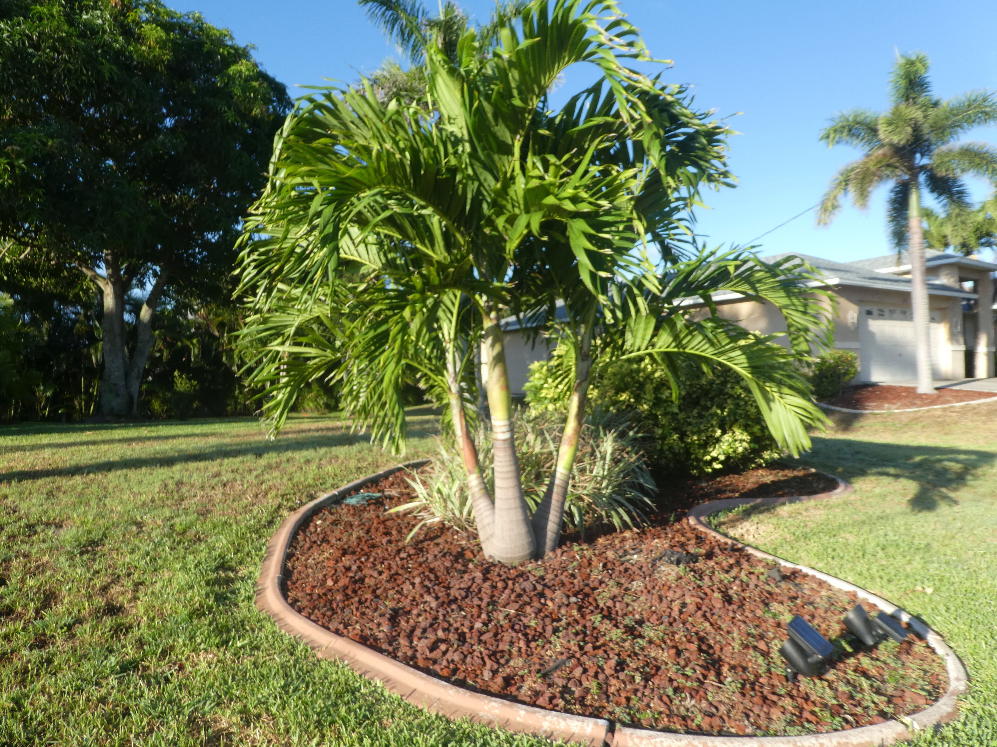 A landscaped garden with a palm tree, a small tree, and a circular flower bed with mulch.
