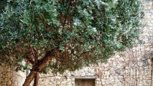 Un patio al aire libre con una mesa, sillas, un muro de piedra y un árbol que da sombra.