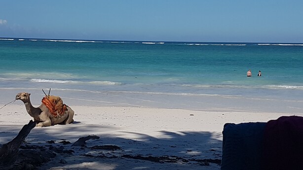 A camel on a beach with a clear view of the ocean and two people in the distance. - Villa LeoMar: Exclusive vacation home with pool & garden, 350 m from the beach (Diani Beach)