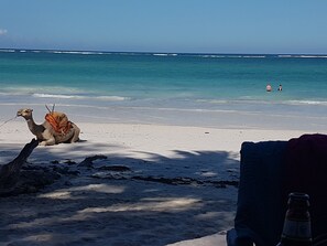 Un camello en una playa con vista despejada al océano y dos personas a lo lejos.