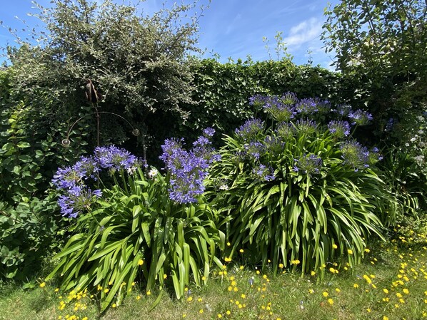Un jardin agrémenté de diverses fleurs et de plantes vertes.