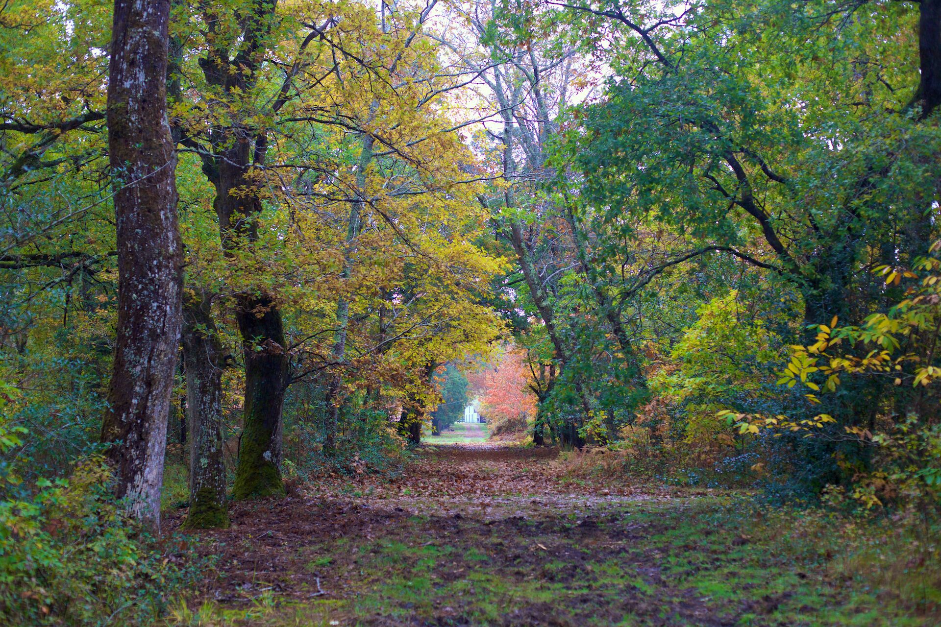 A forest path with trees and a distant view of a building.