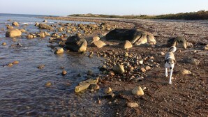 A rocky beach with large boulders and a dog near the water. - Peaceful hideaway on Westport Point (Westport)