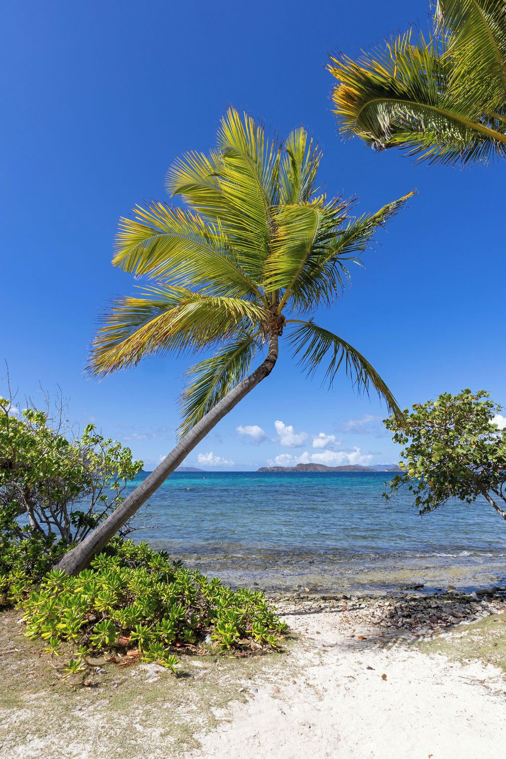 A beach with clear blue water, a palm tree, and a distant mountain range.