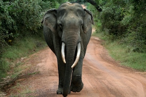 Point of interest - Wild eco safari (Thissamaharama)