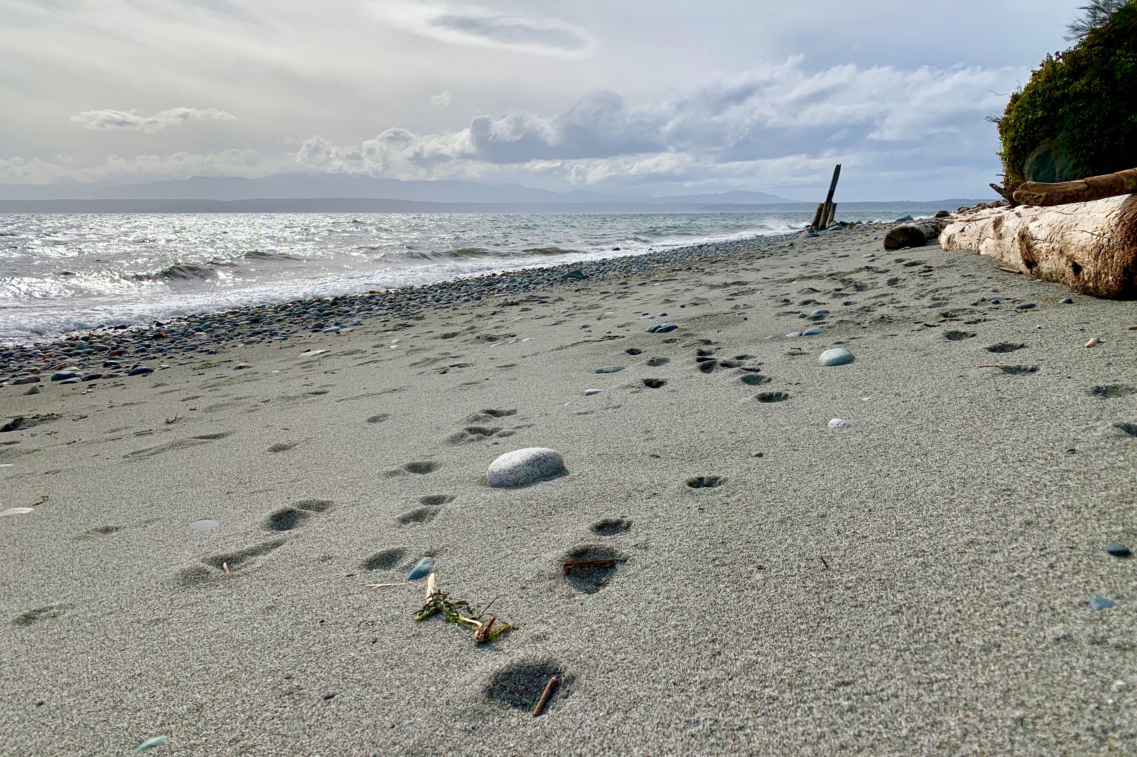 A beach with footprints and a log on the sand.