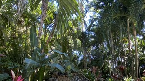 A tropical garden with a small stream, lush greenery, and a stone wall. - Tropical Retreat Pool Home close to Downtown & Naples Beaches (Naples)