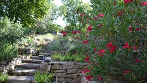 Ein Garten mit Steinstufen, roten Blumen und verschiedenen Grünpflanzen.