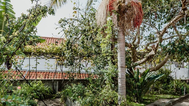 A garden with a palm tree, various plants, and a pathway. - Funchal City View Gardens I  (Funchal)