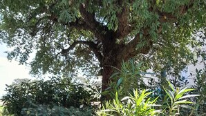 Eine weiße Metallreling mit horizontalen Streben, ein Baum mit dichtem Laub und verschiedene grüne Pflanzen und Sträucher im Hintergrund.