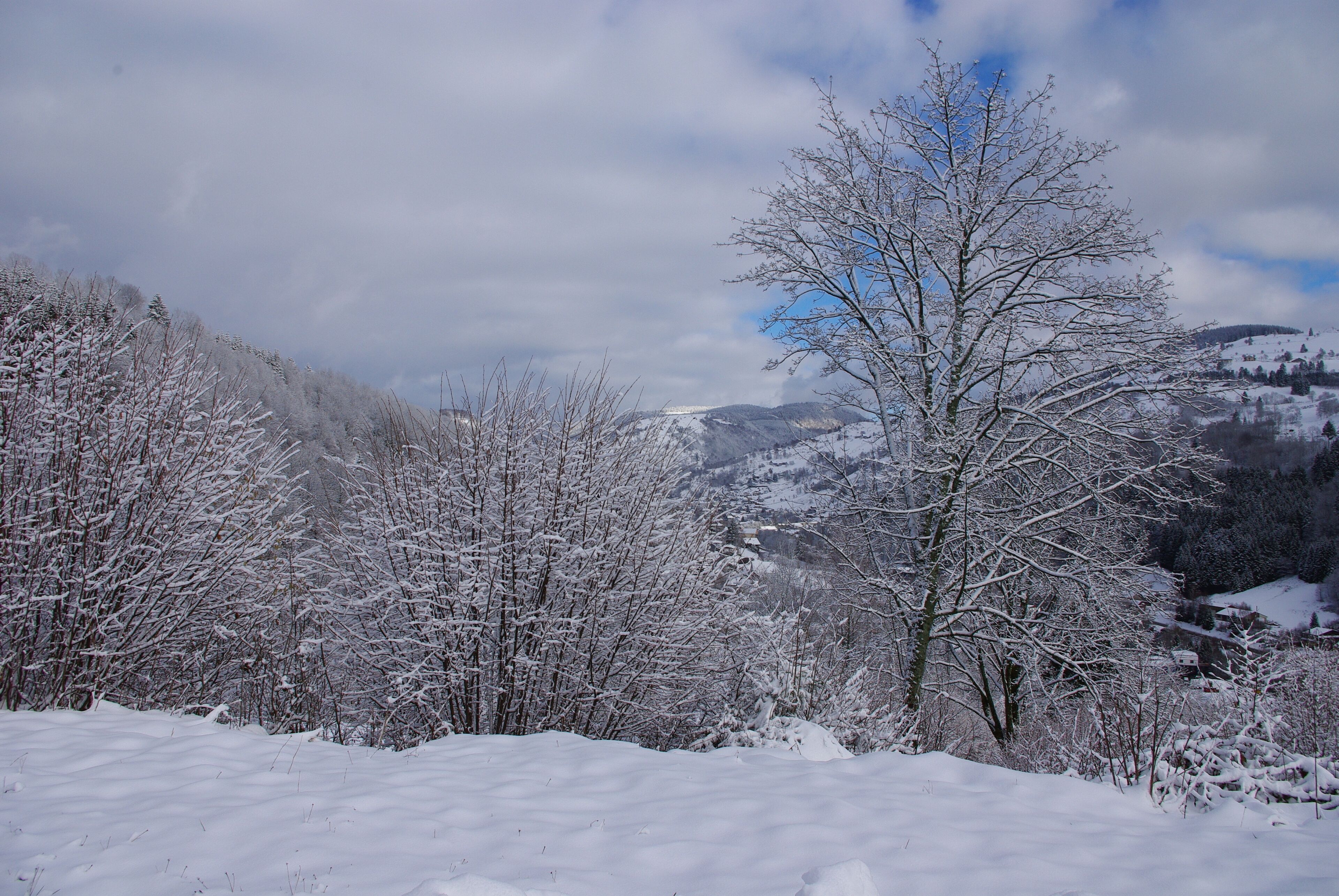 Un paysage enneigé avec des arbres sans feuilles et une montagne en arrière-plan.