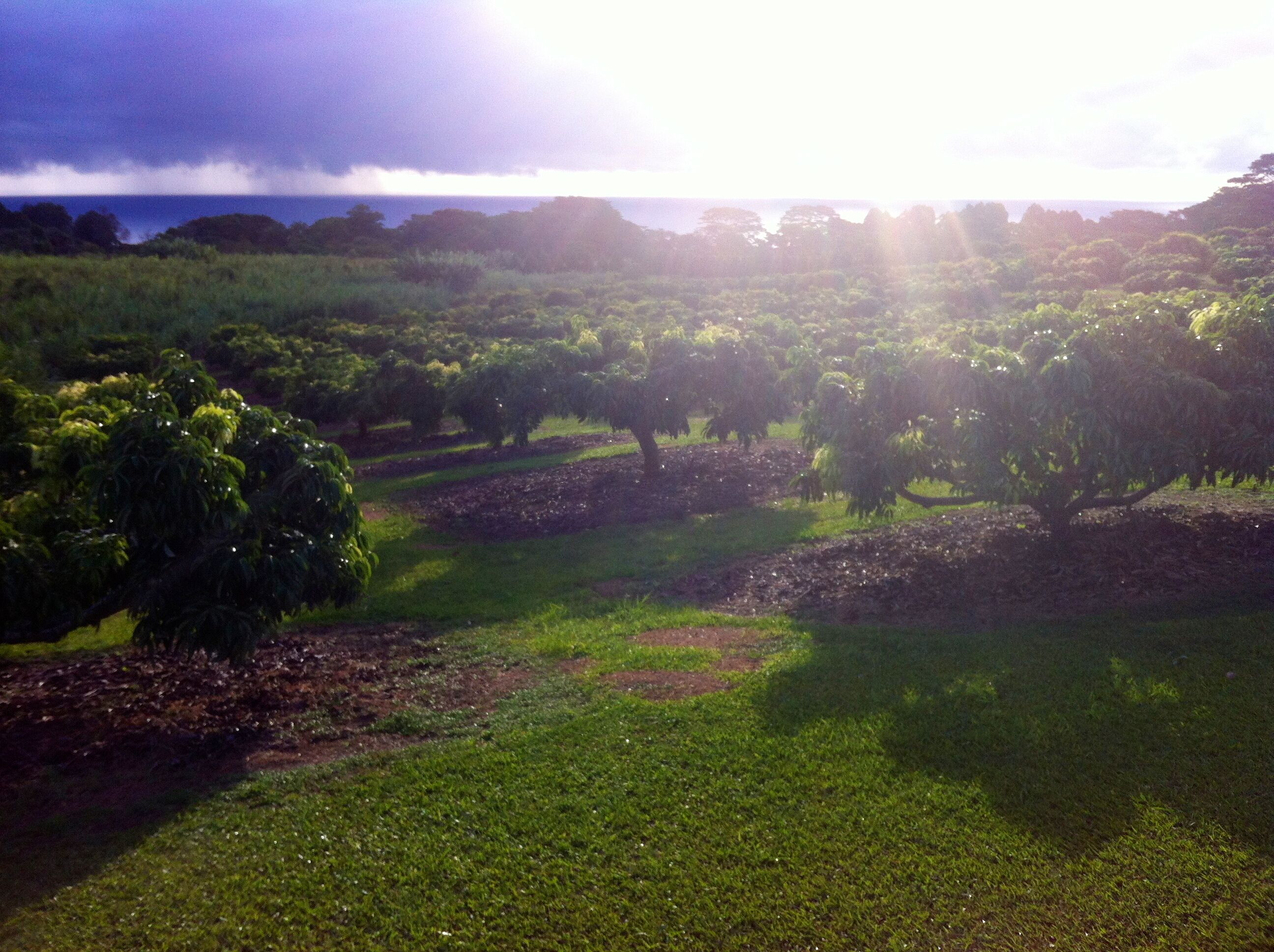 A vineyard with rows of grapevines and a body of water in the background.